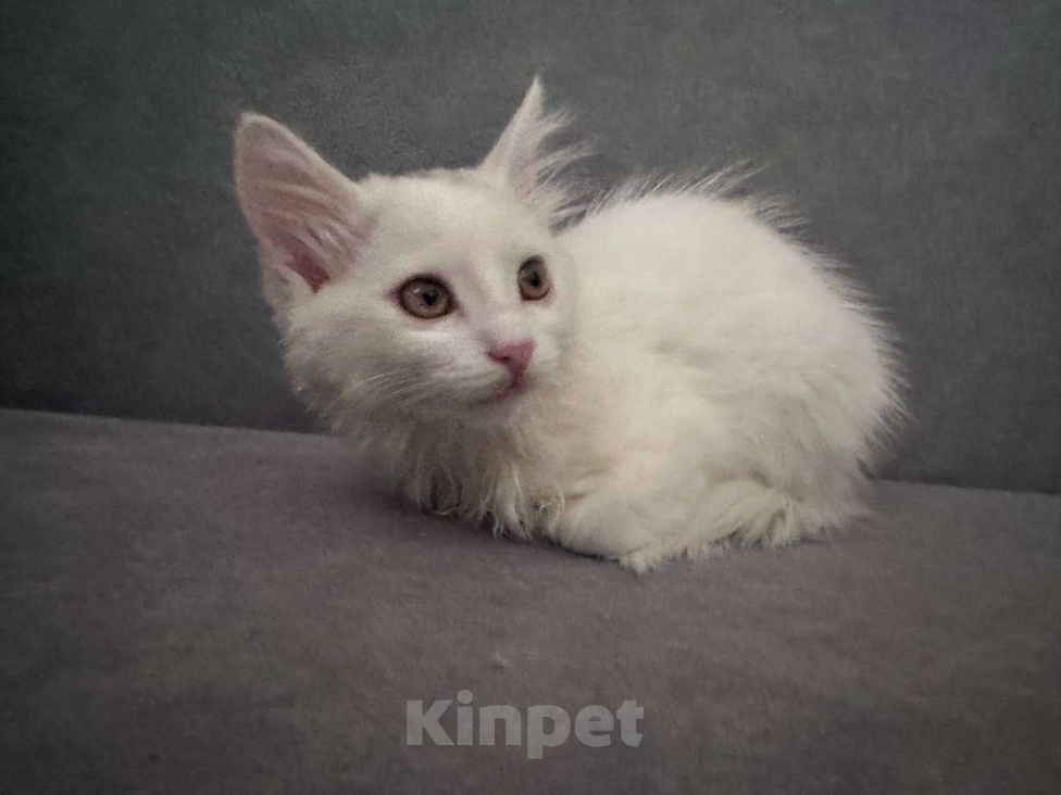 Кошки в Ставрополе: Кошечка малышка котенок 2,5 месяца кошка белая Девочка, Бесплатно - фото 2