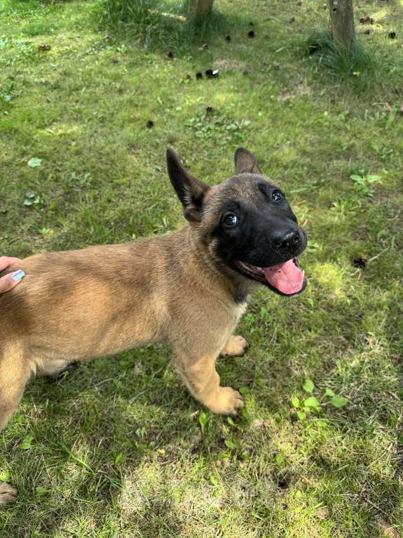 Собаки в Москве: Джесс Девочка, 25 000 руб. - фото 7