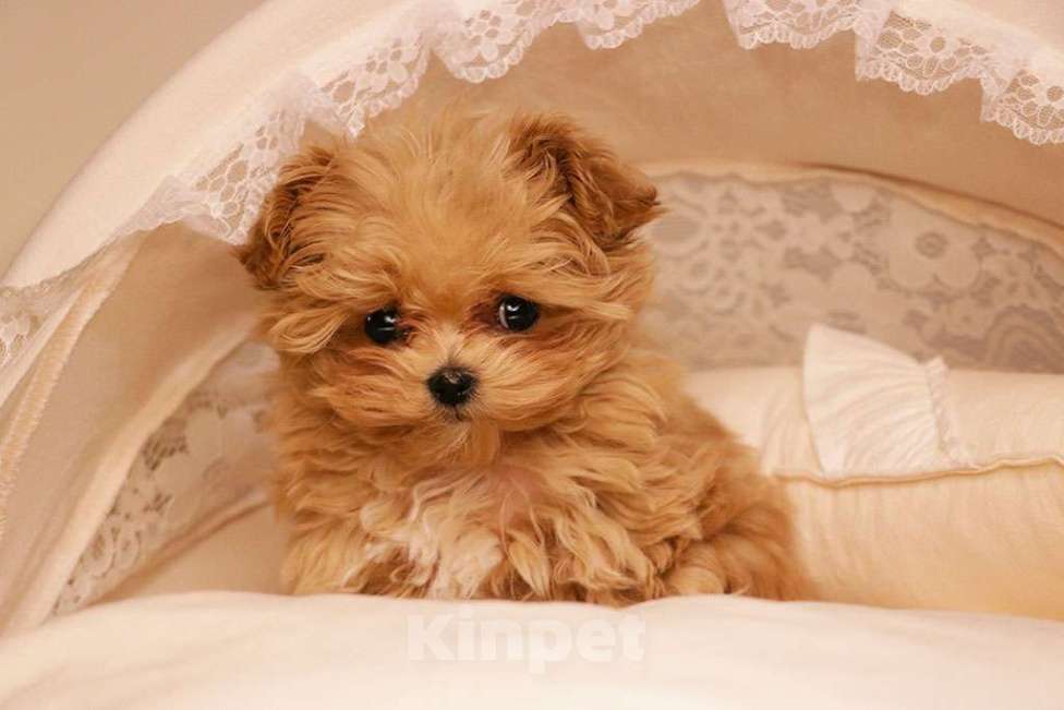 Собаки в Москве: Мальтипу микро девочка  Девочка, 190 000 руб. - фото 7