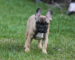 Собаки в Ртищево: Щенки французского бульдога Мальчик, 60 000 руб. - фото 2