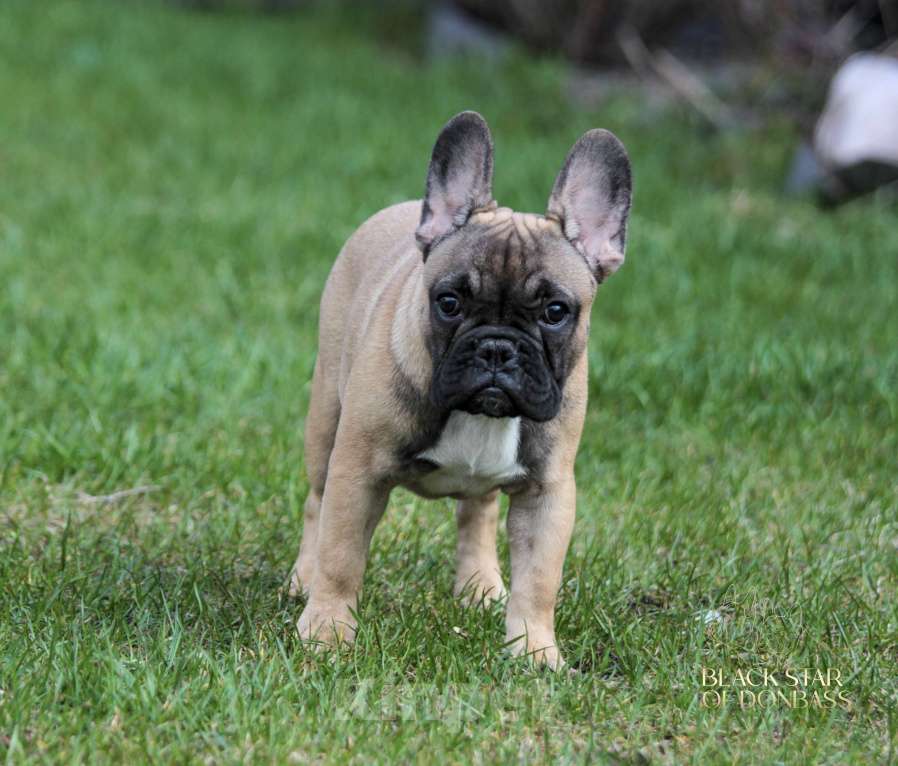 Собаки в Ртищево: Щенки французского бульдога Мальчик, 60 000 руб. - фото 2