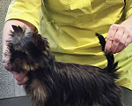 Собаки в Красноярске: Щенки Йоркширского терьера Мальчик, 30 руб. - фото 6
