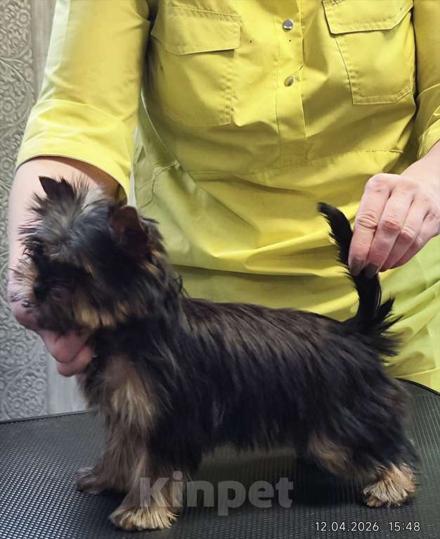 Собаки в Красноярске: Щенки Йоркширского терьера Мальчик, 30 руб. - фото 6