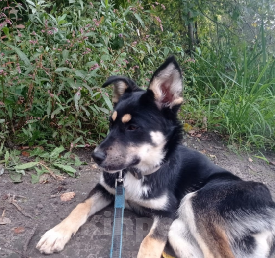 Собаки в Тамбове: Молли  Девочка, Бесплатно - фото 2