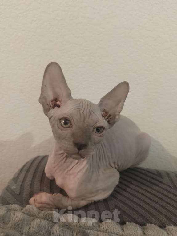 Кошки в Москве: Лиловый  Мальчик, 30 000 руб. - фото 5