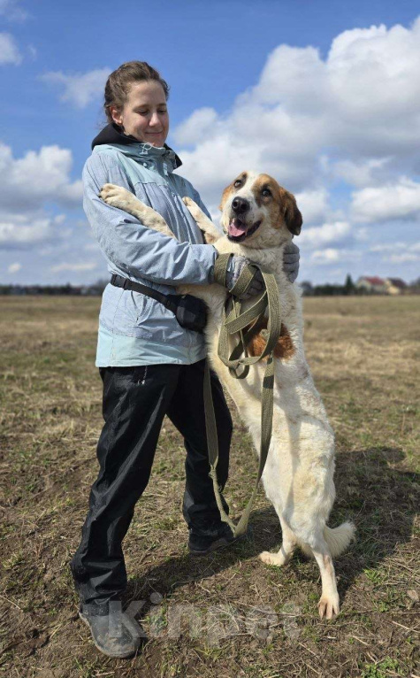 Собаки в Королеве: Ищет дом красавец Друлл! Мальчик, Бесплатно - фото 3