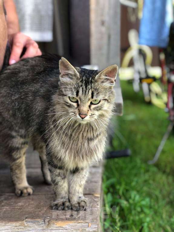 Кошки в Можайске: Фрося Фросюшка Фросинья … есть такая кошка на свете, ищет своих маму с папой, ждет их каждый день…  Девочка, Бесплатно - фото 8