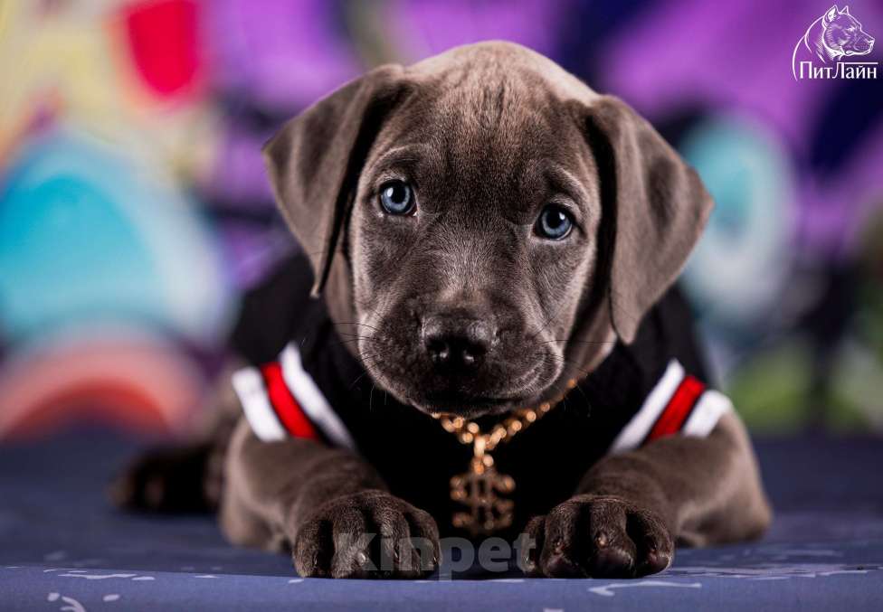 Собаки в Ульяновске: Американский питбультерьер, девочка Девочка, Бесплатно - фото 7