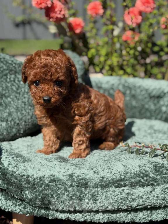 Собаки в Нижнем Новгороде: Той-пудель, щенок Мальчик, 150 000 руб. - фото 5