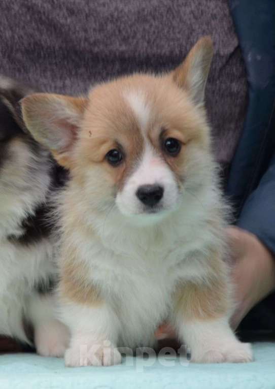 Собаки в Москве: Девочка вельш корги пемброк Девочка, 80 000 руб. - фото 1