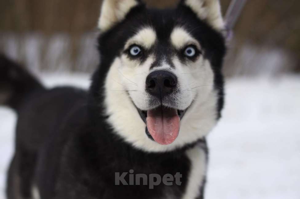 Собаки в Балашихе: Дружелюбная Виста Девочка, Бесплатно - фото 3