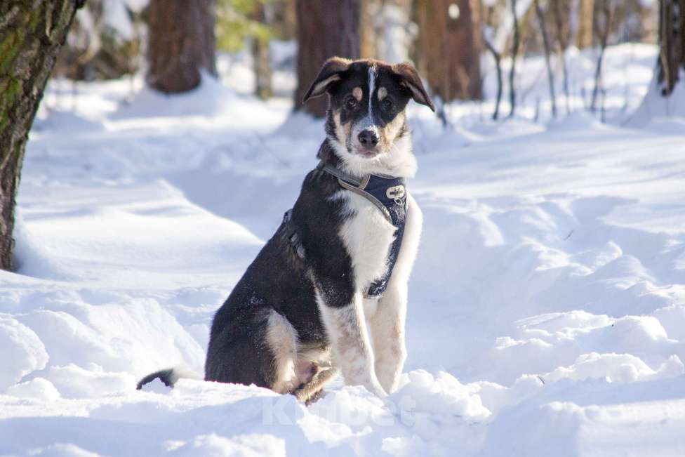 Собаки в Москве: Щенок Алабая в добрые руки  Мальчик, Бесплатно - фото 3