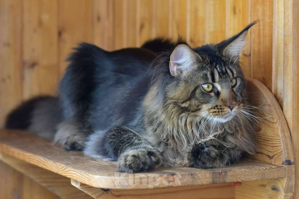 Кошки в Москве: Взрослый Мальчик, 1 руб. - фото 3