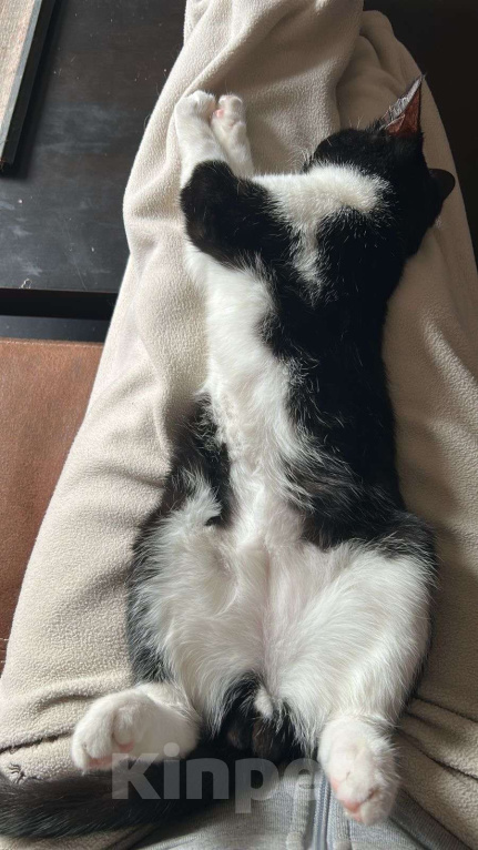 Кошки в Москве: Ватсон Обнимашкин ищет подходящего человека для совместных обниманий Мальчик, Бесплатно - фото 7