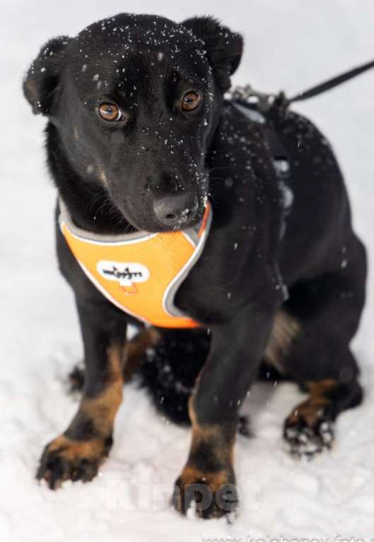 Собаки в Москве: Боня коротколапик ищет дом Девочка, Бесплатно - фото 2