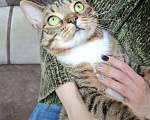 Кошки в Москве: Крупный котик-подросток в добрые руки  Мальчик, Бесплатно - фото 8