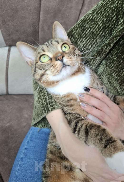 Кошки в Москве: Крупный котик-подросток в добрые руки  Мальчик, Бесплатно - фото 8