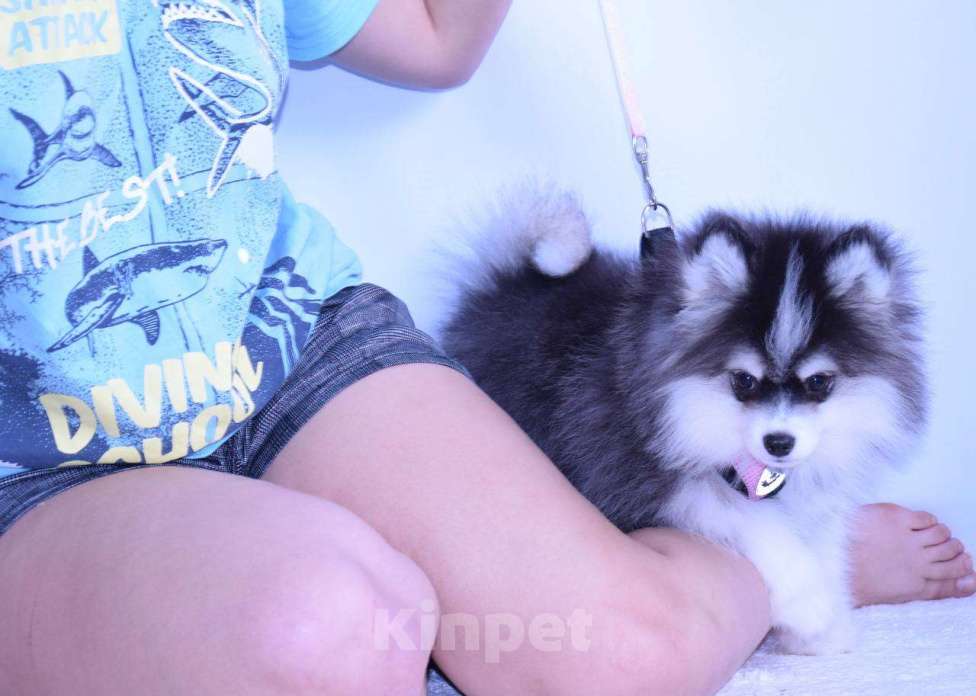 Собаки в Краснодаре: Самый маленький Помски Мальчик, 500 000 руб. - фото 8