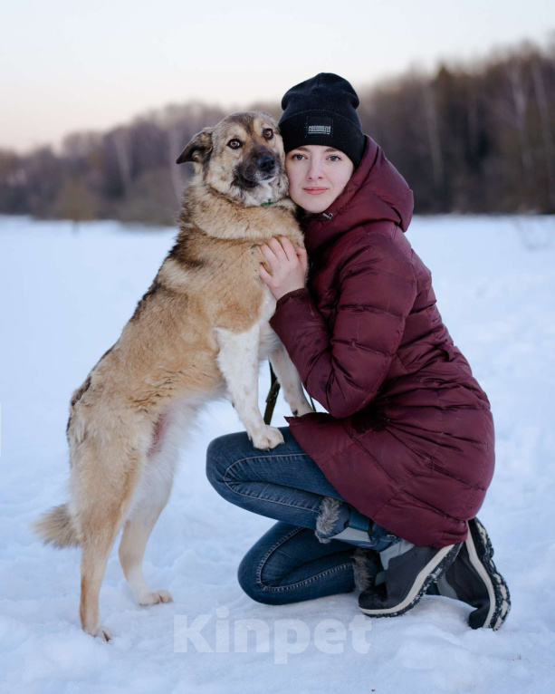 Собаки в Москве: Собака-компаньон в дар Девочка, Бесплатно - фото 1