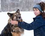 Собаки в Москве: Метис длинношёрстной овчарки в дар Мальчик, Бесплатно - фото 9