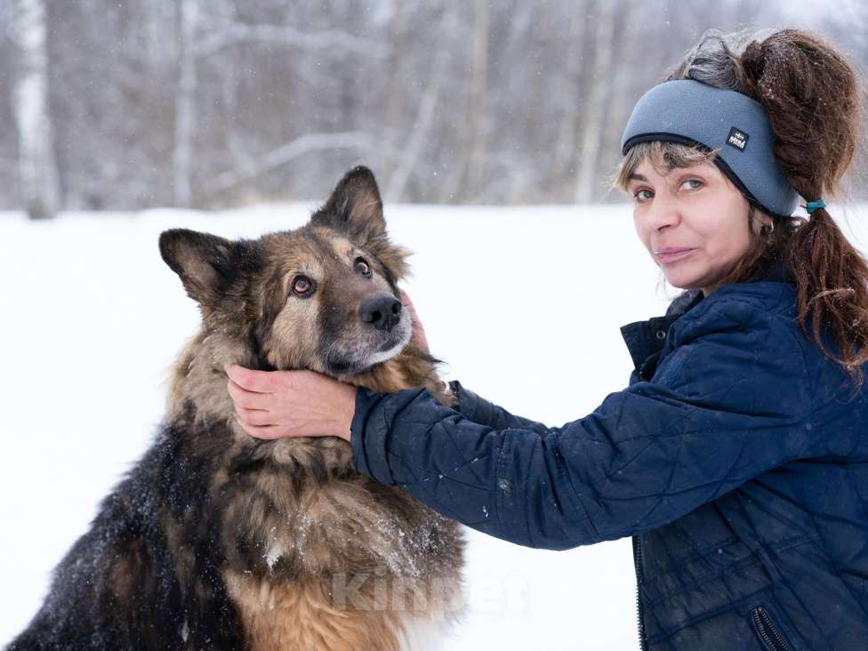 Собаки в Москве: Метис длинношёрстной овчарки в дар Мальчик, Бесплатно - фото 9