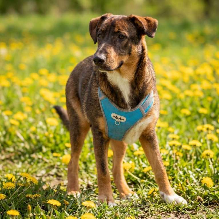 Собаки в Москве: щенок Боб в добрые руки Мальчик, Бесплатно - фото 6