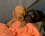 Собаки в Гатчине: Продажа щенков той-пудель Мальчик, 45 000 руб. - фото 8