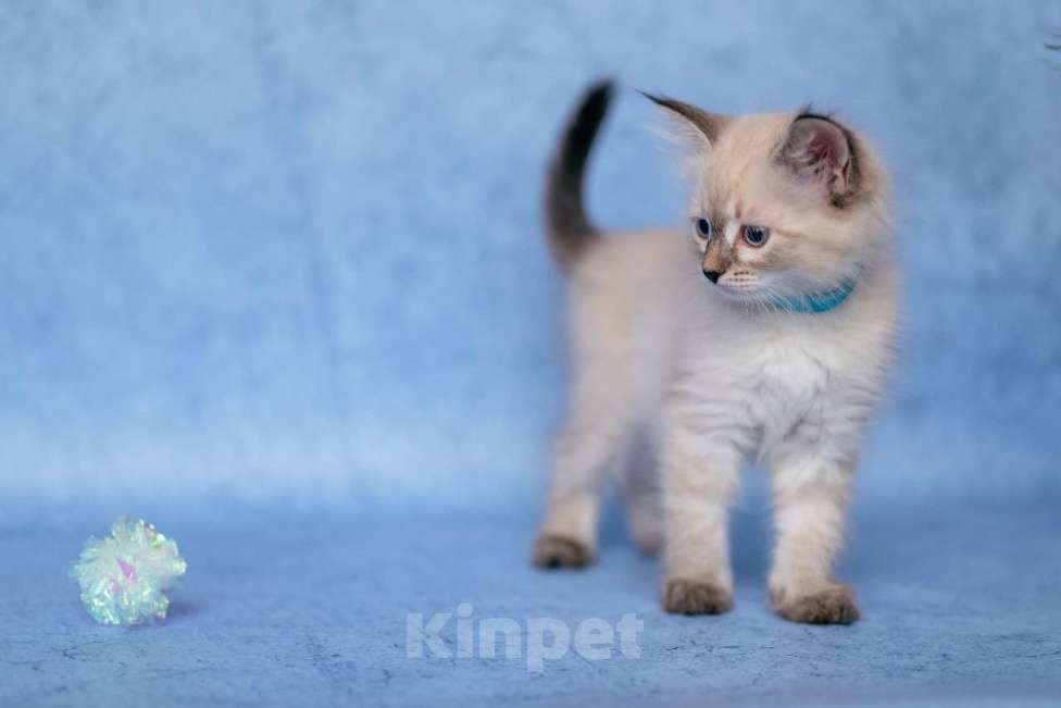 Кошки в Ступино: Продается котик Невская маскарадная  Мальчик, Бесплатно - фото 3