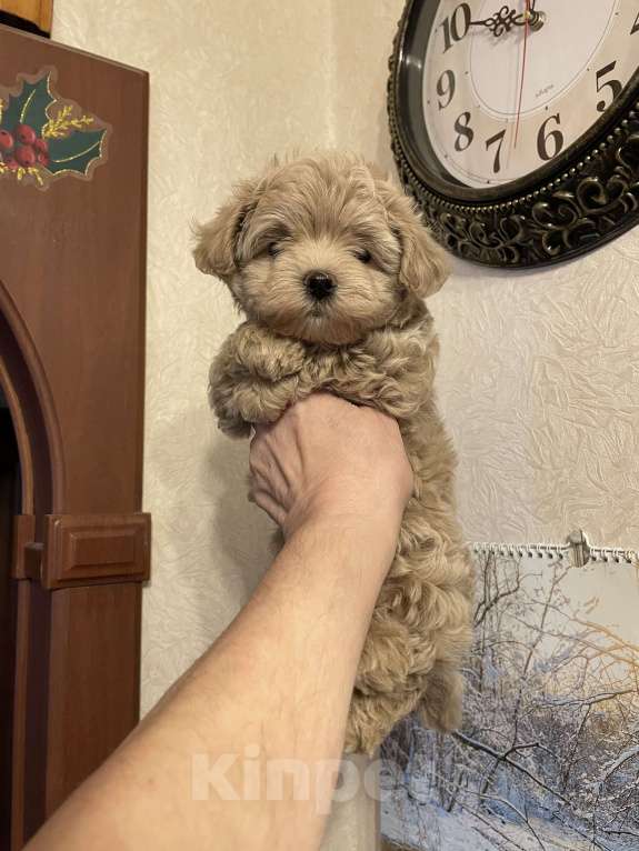 Собаки в Москве: Мальтипу щенки Мальчик, 60 000 руб. - фото 5