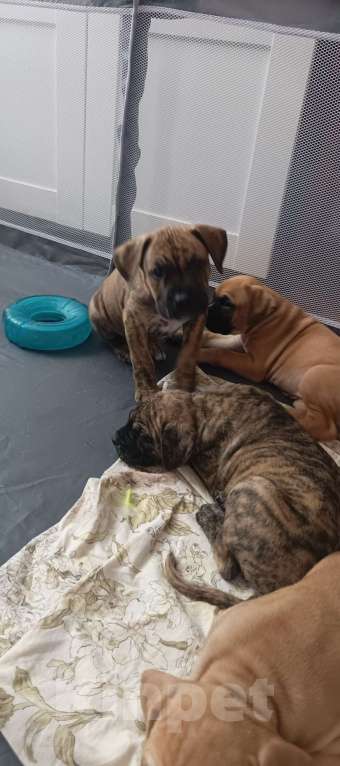 Собаки в Москве: Щенки Алано (Окрас тигровый, соболиный и песочный) Мальчик, 30 000 руб. - фото 6