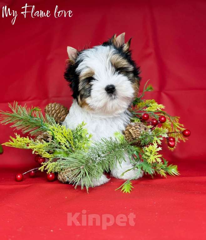 Собаки в Краснодаре: Красивый Мальчик Бивер, Документы РКФ Мальчик, 60 000 руб. - фото 1