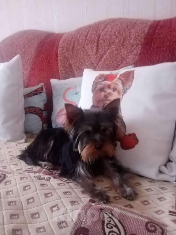 Собаки в Пензе: продаётся щенок Мальчик, 15 000 руб. - фото 1