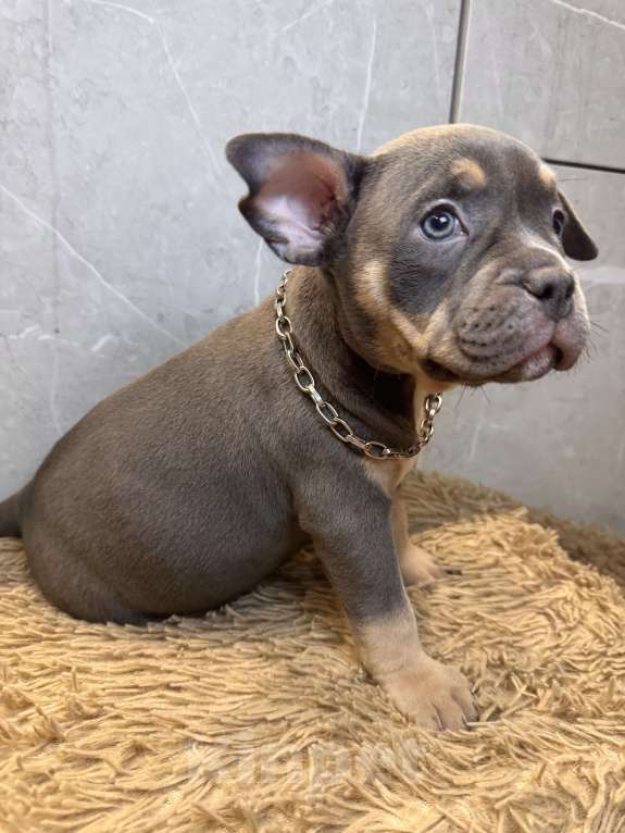 Собаки в Сургуте: Щенки  Мальчик, 45 000 руб. - фото 7