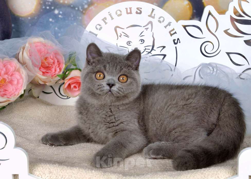 Кошки в Санкт-Петербурге: Британский котик классического голубого окраса Мальчик, 60 000 руб. - фото 8