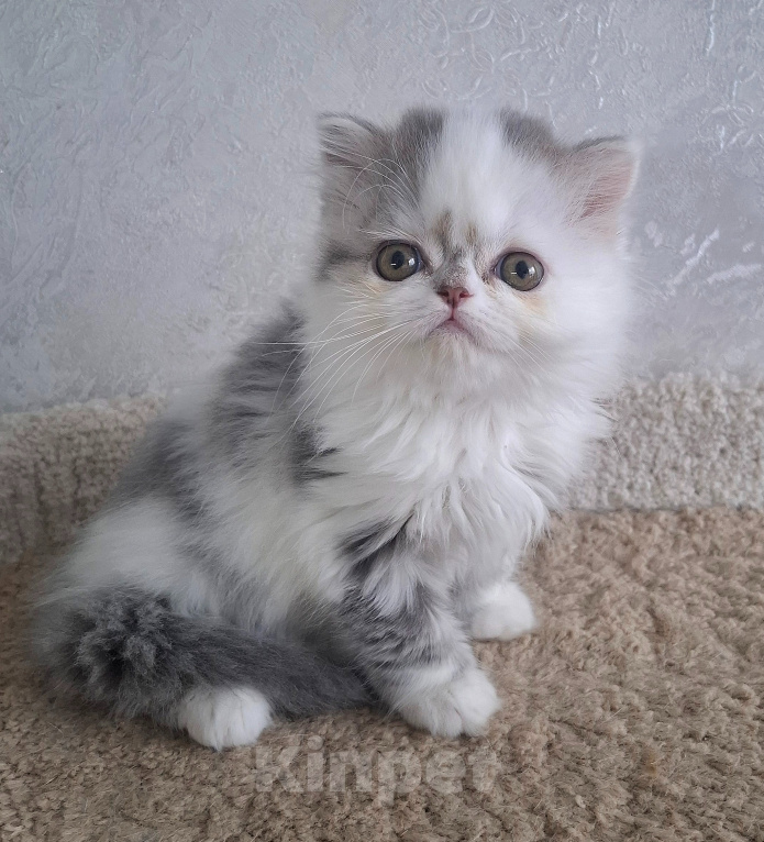 Кошки в Ярославле: Шотландская длинношерстная девочка Девочка, 35 000 руб. - фото 1