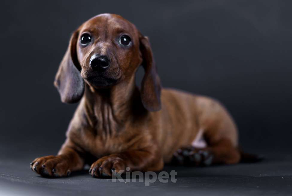 Собаки в Жуковском: Такса миниатюрная гладкошерстная Мальчик, 50 000 руб. - фото 3