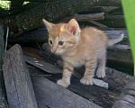 Кошки в Ковылкино: Котята, Бесплатно - фото 2