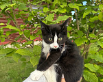 Кошки в Сосновом Бору: Котенок Мальчик, Бесплатно - фото 3