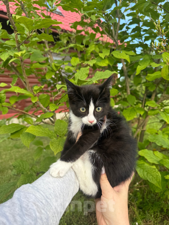 Кошки в Сосновом Бору: Котенок Мальчик, Бесплатно - фото 3