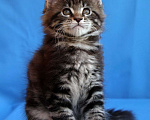 Кошки в Калининграде: Шикарные котята Мейн Куна Мальчик, Бесплатно - фото 1