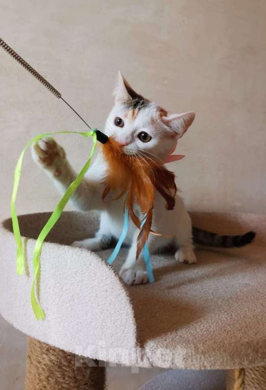 Кошки в Москве: Ласковая 4 мес красавица Белочка в добрые руки Девочка, Бесплатно - фото 3