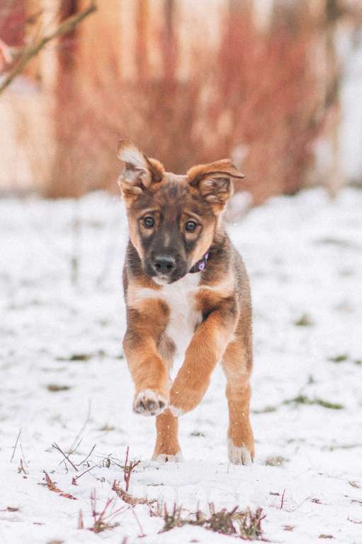 Собаки в Красногорске: Бруно, 3 месяца в добрые руки  Мальчик, Бесплатно - фото 4