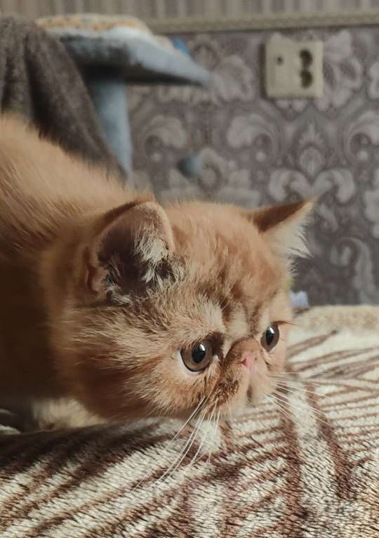 Кошки в Челябинске: Котёнок экзот Мальчик, 39 000 руб. - фото 6