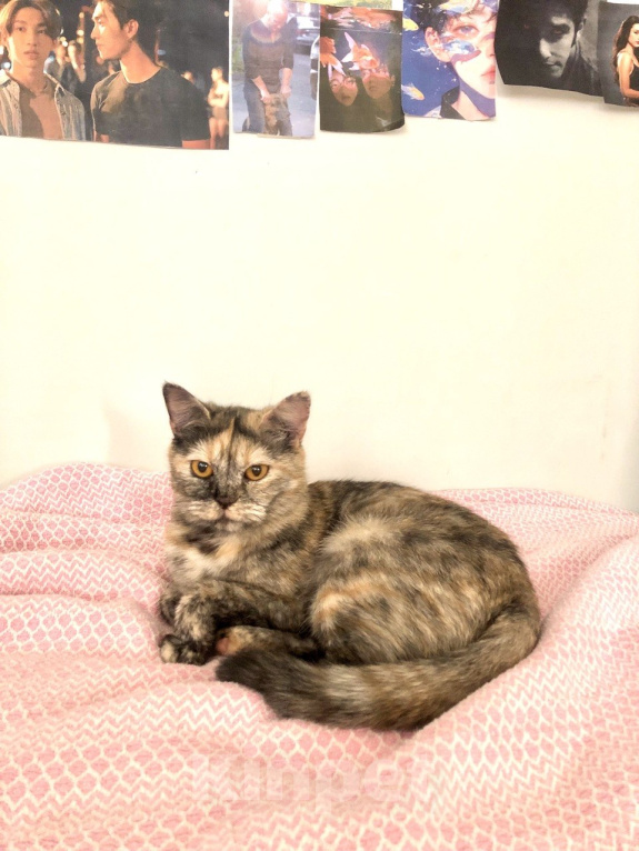 Кошки в Москве: Домашний котенок (девочка), метис породы шотландская прямоухая Девочка, Бесплатно - фото 7