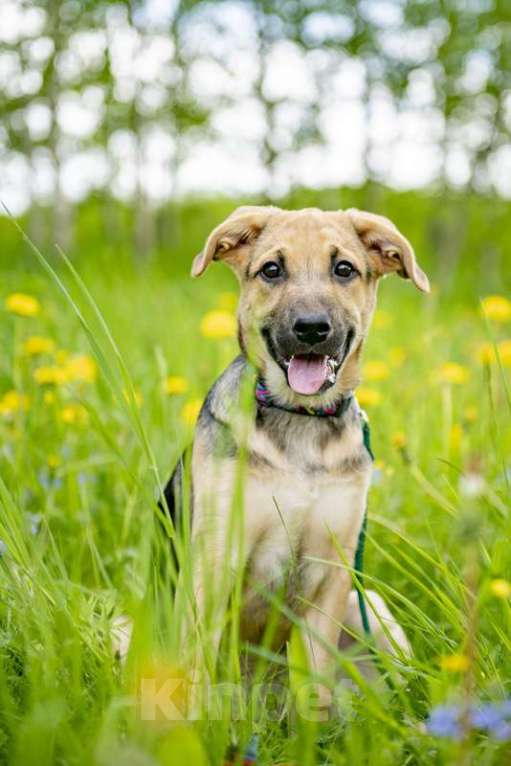 Собаки в Москве: Щенок овчарки Варя в добрые руки Девочка, 1 руб. - фото 2