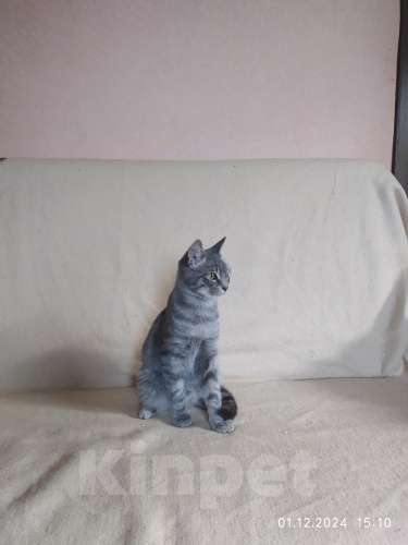 Кошки в Севастополе: Серебристый мальчик Мальчик, 100 руб. - фото 6