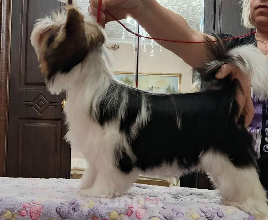 Собаки в других городах Свердловской области: Бивер терьер девочка Девочка, 90 000 руб. - фото 3