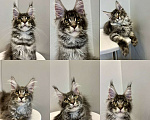 Кошки в Москве: Котик мейн-кун из питомника Status Joy Девочка, Бесплатно - фото 1