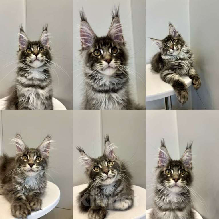 Кошки в Москве: Котик мейн-кун из питомника Status Joy Девочка, Бесплатно - фото 1