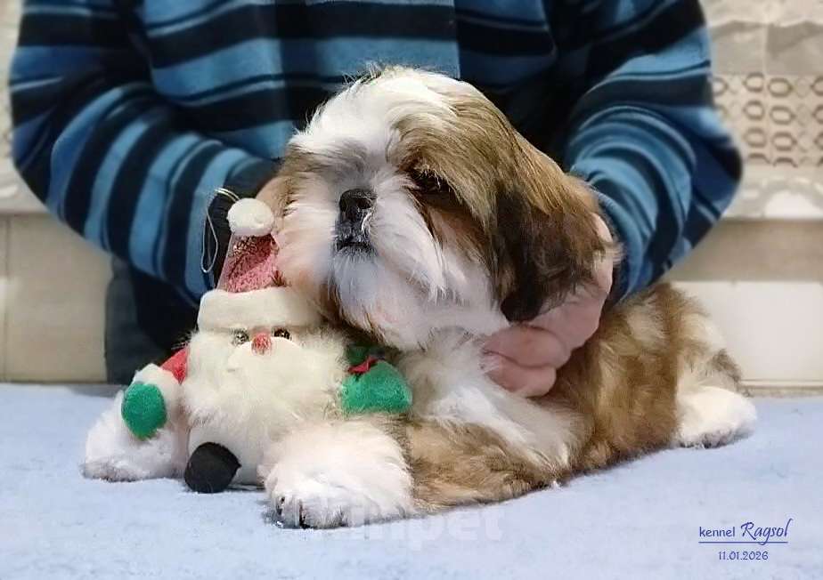 Собаки в Москве: Ши-тцу красивый мальчик. Мальчик, Бесплатно - фото 5